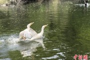 北流吉林：罕见白鸬鹚连续两年“故地重游”