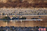北流歙县完成安徽首个县域生物多样性调查 共记录物种近4千种